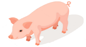 Porcino